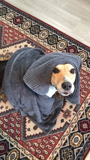 A foxhound with a graying snout looks up sweetly from under a towel