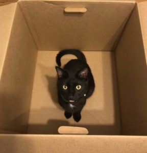 A black cat peers out of a cardboard box