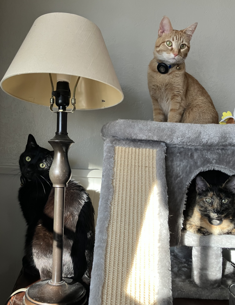 A black cat, an orange cat, and a tortoiseshell cat sit on and around a cat tower